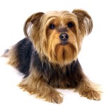 Kenmerkend voor terriers zijn hun uitstekende jachtcapaciteiten Terriers worden vaak gebruikt als aardhonden, omdat zij vrij klein van stuk zijn en daardoor goed in holen kunnen kruipen.©fotowebbox - Fotolia