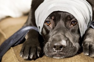 Zieke hond Er zijn zes ziekten waartegen je je hond kunt inenten: hondenziekte, parvo, leverziekte (h.c.c.), hondsdolheid, kennelhoest en de Ziekte van Weil.©
