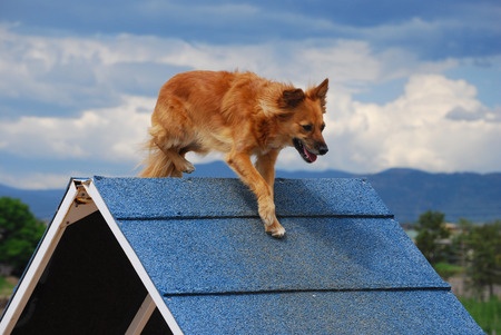 Het plezier van de hond staat bij agiliy training voorop. Bij agility, dat we in het Nederlands ook wel behendigheid noemen, moet de hond foutloos en zo snel mogelijk een hindernisparcours afleggen in een vooraf bepaalde volgorde.