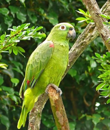 De Amazonepapegaai is een van de bekendste papegaaien die er zijn. Hij is heel makkelijk te trainen en erg intelligent.