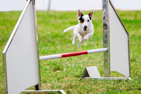 Breitensport komt uit Duitsland en betekent breedtesport. Die breedte slaat op het aantal verschillende oefeningen dat bij Breitensport gedaan wordt. Bij deze sport vorm je echt een team samen met je hond.