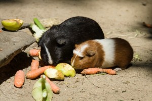 Naast graven is ook zoeken een favoriete bezigheid van je cavia. Bouw daarom een ´caviadoolhof´.