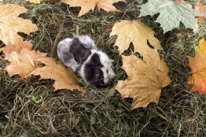 De Cavia vind het leuk om uitgedaagd te worden. Zo kan je bijvoorbeeld een schuilhut maken of een doolhof.