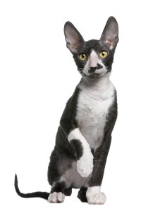 Als u allergisch bent voor katten is het mogelijk dat uv an de Cornish Rex geen last heeft. © lifeonwhite.com