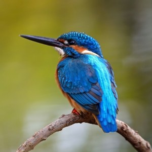 Alan McFadyen maakte ongeveer 720.000 foto´s voor hij de perfecte foto had van de Ijsvogel.