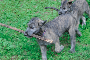 Een Ierse Wolfshond pup van zeven maanden mag je nooit langer dan 35 minuten uitlaten.© Paul Plummer, op Flickr. Licensie: Creative Commons BY 2.0