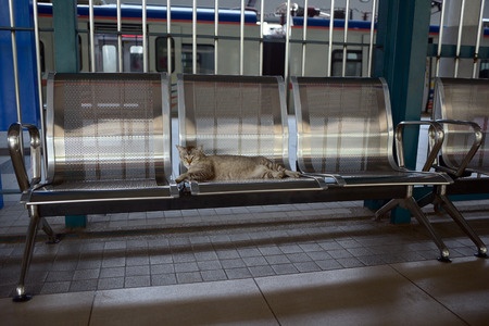 Een kat uit Den Helder is op de trein naar Arnhem gestapt. Rond Utrecht is hij ontdekt en naar het asiel gebracht.