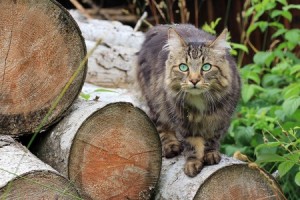 Kat ontsnapt uit de caravan van de buren en is spoorloos voor drie weken.