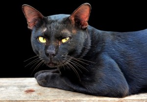 Katten werden vroeger als heilig beschouwd maar door de jaren heen hebben ze veel te verduren gehad