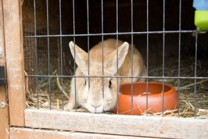 Konijnentherapie kan uitkomst bieden wanneer je konijn ongewenst gedrag vertoond. Lees er hier alles over.
