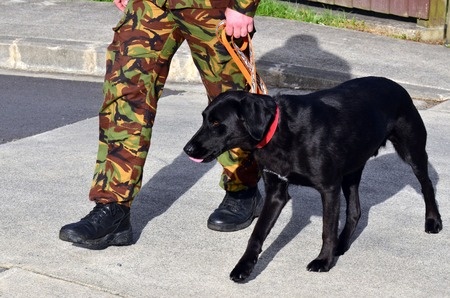 Deze hond helpt een persoon die leidt aan PTSS. Door de geleidehond krijgt het baasje weer zelfvertrouwen en gaat er meer op uit.