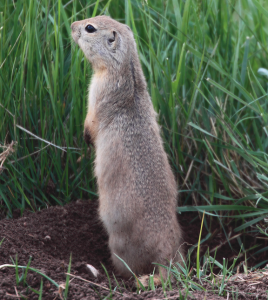 Veel soorten eekhoorns mag je niet meer als huisdier houden vanwege het voedsel of de huisvesting die deze dieren nodig hebben (dit is vrij gecompliceerd).©Kameron Perensovich, op Flickr. Licensie: Creative Commons BY-SA 2.0