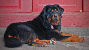 De Tibetaanse Mastiff is van oorsprong een waakhond en schapenhoeder. ©timquijano, op Flickr. Licensie: Creative Commons BY 2.0