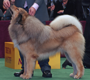 De Tibetaanse Mastiff heeft een manenkraag en een gekruld staart die de hond over de rug draagt.©Lori Branham, op Flickr. Licensie: Creative Commons BY 2.0