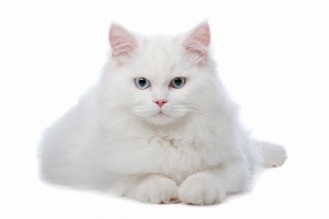 Turkse Angora's zijn intelligent, actief en nieuwsgierig.©Erik Lam, Fotolia