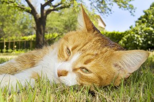 De kosten voor een kat liggen rond de €500,- per jaar. Bekijk of je het budget hiervoor hebt.