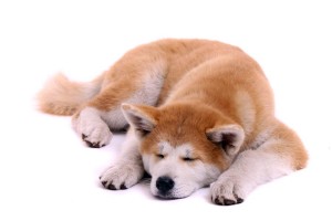 De Akita komt voor met de vachtkleuren roodgeel, sesam, brindle en wit. ©fotowebbox - Fotolia