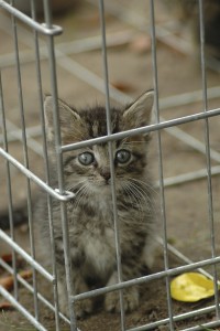 Als je kiest voor een asielkat geef je een van de vele katten die er zitten een beter leven. ©Sara Robinson - Fotolia