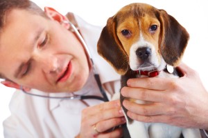 Basisonderzoek naar epilepsie is het beluisteren van de longen en het hart van de hond
