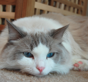 Ragdolls zijn dol op mensen en kunnen goed overweg met honden en soortgenootjes. Het is een echte familiekat. ©ESemling, op Flickr. Licensie: Creative Commons BY 2.0