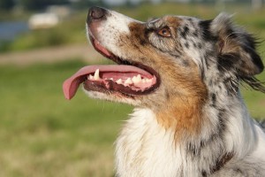 Langharige en kortharige collies kunnen drie soorten vachtkleuren hebben. Op de foto zie je een collie met een Blue Merle vachtkleur.©Furious2007 - Fotolia