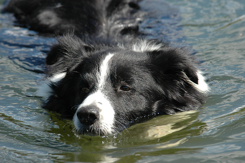 De Border Collie is waarschijnlijk het meest bekend als schapenhoeder