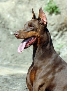 De Dobermann kent men vooral met een zwarte vachtkleur met bruine aftekeningen: de Black and Tan.©Alexandr Loskutov - Fotolia