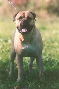 De Bullmastiff is een kruising tussen de Bulldog en de Mastiff.©Bullmastiff kennel: The Dog of ORLOK Bullmastiffs