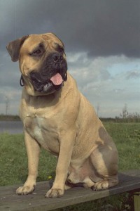 In 1924 werd de Bullmastiff officieel als ras erkend. ©Bullmastiff kennel: The Dog of ORLOK Bullmastiffs