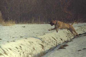 De Bullmastiff heeft V-vormige oren die langs zijn kop hangen. ©Bullmastiff kennel: The Dog of ORLOK Bullmastiffs