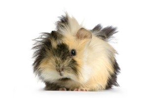 Cavia © www.isselee.com