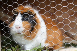 Als u cavia's buiten houdt, let er dan op dat het niet tocht. Ook kunnen cavia's niet goed tegen regen en zon.©