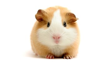 Cavia's zijn sociale dieren en leven in het wild samen.©Sascha Burkard - Fotolia