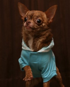 De Chihuahua heeft een ronde appelvormige kop en grote ronde ogen