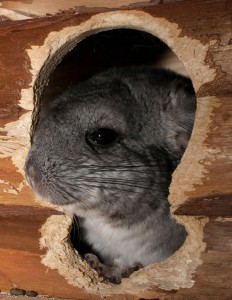 Als de chinchilla zich niet veilig voelt, trekt de chinchilla zich terug. ©tanatany - Fotolia