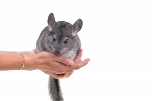 Chapman domesticeerde de chinchilla omdat hij zo onder de indruk van het knaagdier was.© Magalice - Fotolia