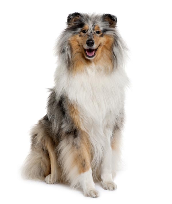 Omdat de vachtkleur Blue Merle moeilijk te fokken is, zie je niet veel collies met deze zilverachtige kleur. ©lifeonwhite.com