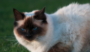 Bij de colourpoint Ragdoll heeft de vacht een crèmekleur en zijn de points donkerder. ©Niels Hartvig, op Flickr. Licensie: Creative Commons BY-SA 2.0