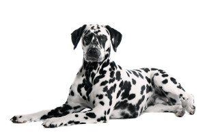 Dalmatiërs hebben veel beweging nodig wat nogal eens onderschat wordt. ©fotowebbox - Fotolia