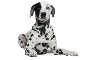 Dalmatiërs zijn opvallende honden.©lifeonwhite.com