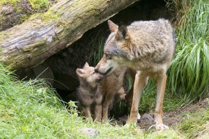 Al vele jaren is de hond gedomesticeerd, maar wanneer precies is niet duidelijk.©Alexander von D¸ren - Fotolia