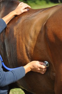 Dierenarts beluistert paard © Laurent Saillard - Fotolia