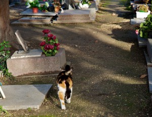 Na overlijden van jouw huisdier kun je je huisdier begraven op een dierenbegraafplaats of laten cremeren in een dierencrematorium
