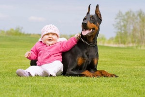 De baas van de Dobermann moet een assertief persoon zijn anders is de Dobermann geen geschikt huisdier. ©Nikolai Tsvetkov - Fotolia