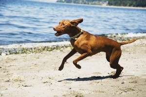 Het zijn vooral paarden en honden die de dierenfysiotherapeut helpt, maar ook katten en konijnen kunnen er terecht.