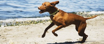 Het zijn vooral paarden en honden die de dierenfysiotherapeut helpt, maar ook katten en konijnen kunnen er terecht.