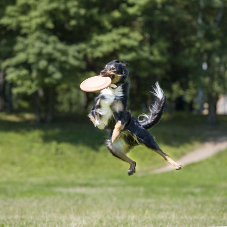 Via de Verenigde Staten waar dogfrisbee sinds 1974 populair werd, kwam deze sport in 1998 ook naar Nederland. Het lijkt misschien makkelijk om een frisbee te gooien die je hond dan vangt, toch is dit niet het geval.