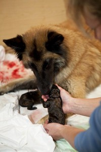 Verliest je hond vruchtwater? Net als bij een mens betekent dit het begin van de bevalling van je hond!©foto ARts - Fotolia