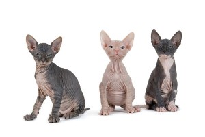 Naaktkatten of sphynxen kunnen in alle vachtvariëteiten die kattenrassen hebben voorkomen.© Erich Schmidt, 1200 Vienna, Austria, foto@eschmidt.at