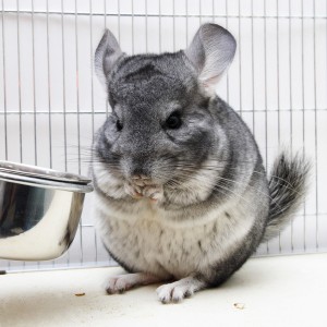 Zorg ervoor dat tenminste een kant tegen de muur staat om stress te voorkomen. Chinchilla's zijn erg stressgevoelig. ©Gala_K - Fotolia